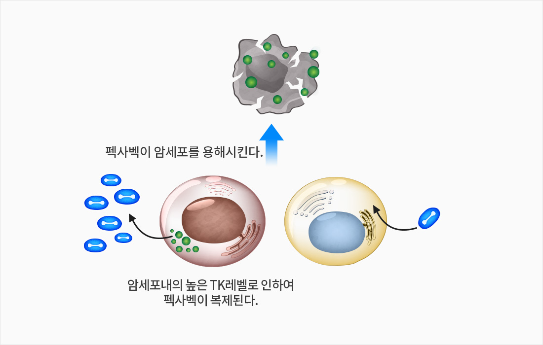 펙사벡 작용기전 1