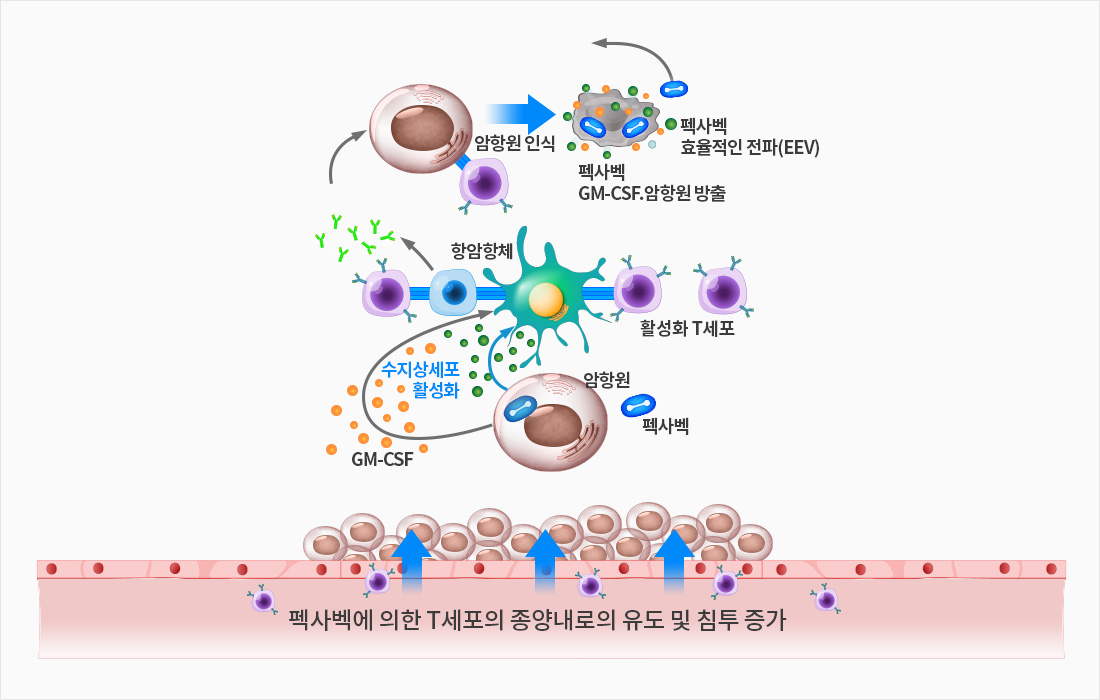 펙사벡 작용기전 2