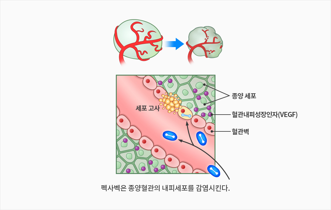 펙사벡 작용기전 3