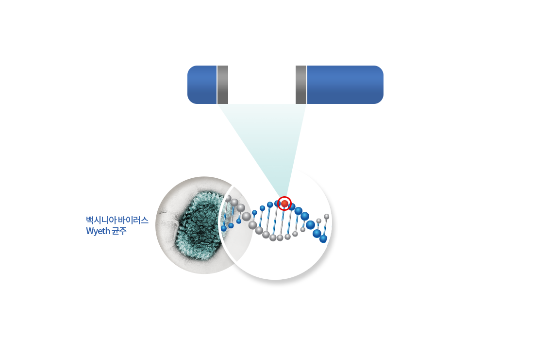 갈라진 DNA 막대와 백시이나 바이러스 균주